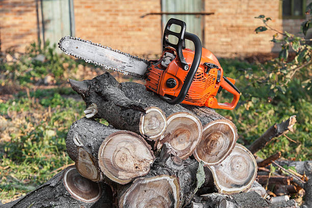 Best Tree Removal Contractors  in Desert Aire, WA